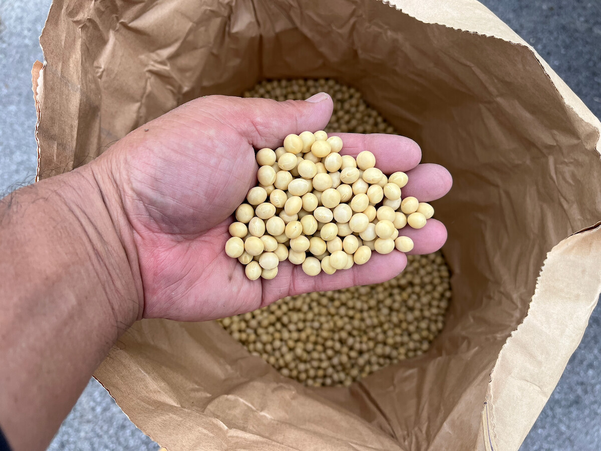 大豆コトユタカのタネ豆-2