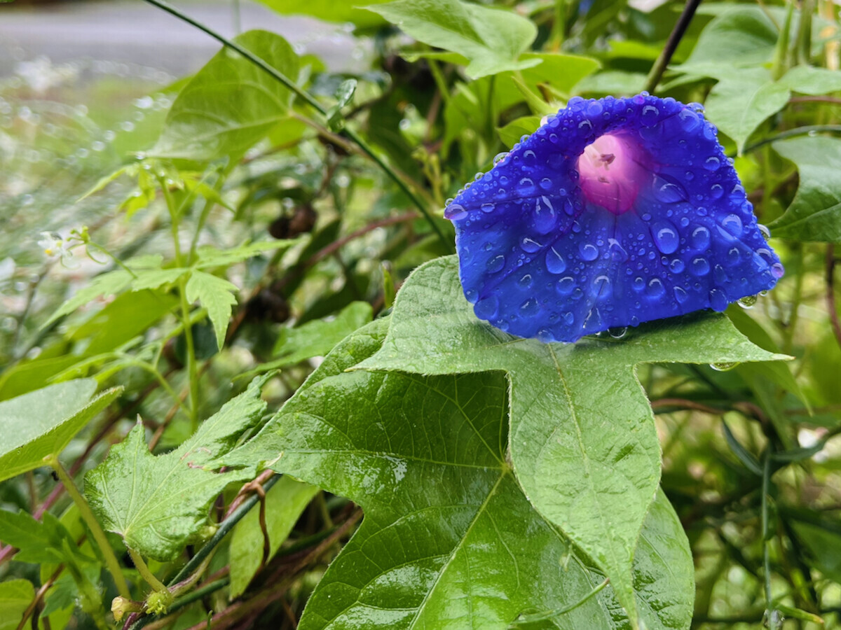 雨の中の朝顔