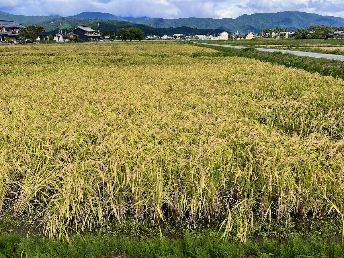 刈っている途中で雨に降られた田んぼ。もちろん稲刈りは断念。