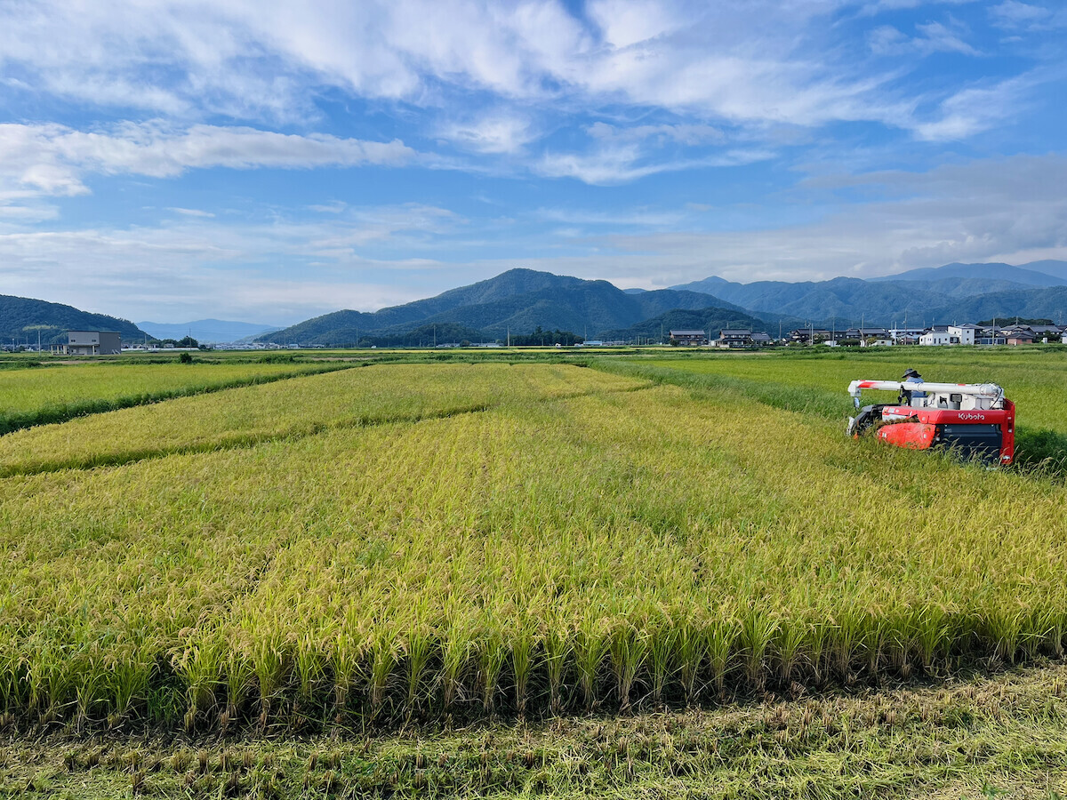 有機栽培「コシヒカリ」の稲刈り開始1