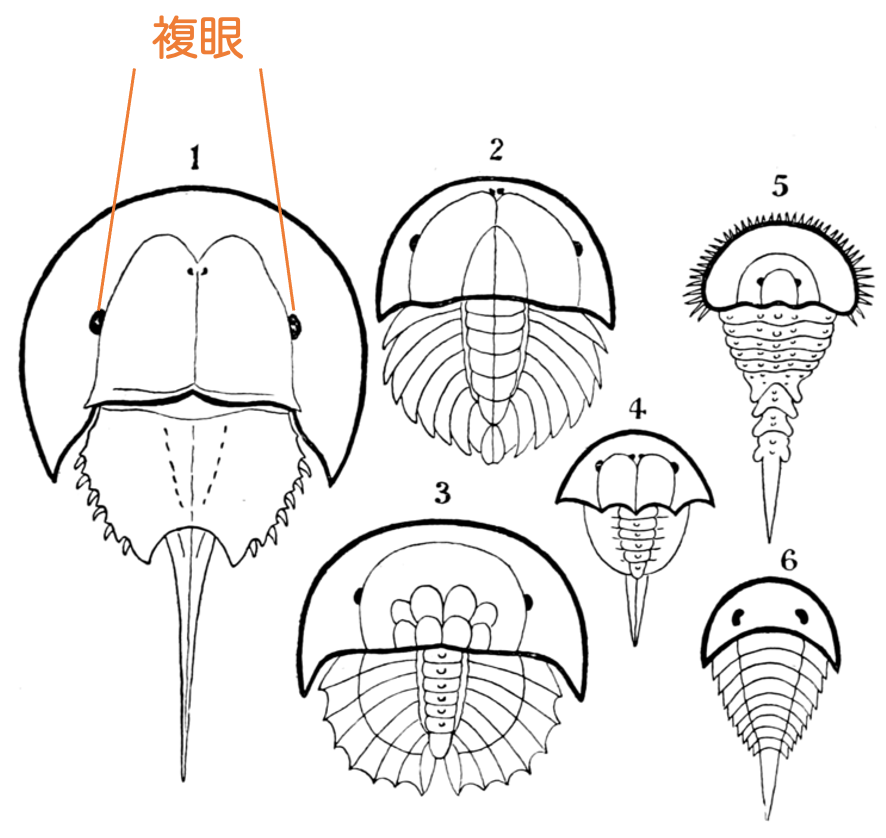 f:id:tsujimotter:20210813154603p:plain:w360