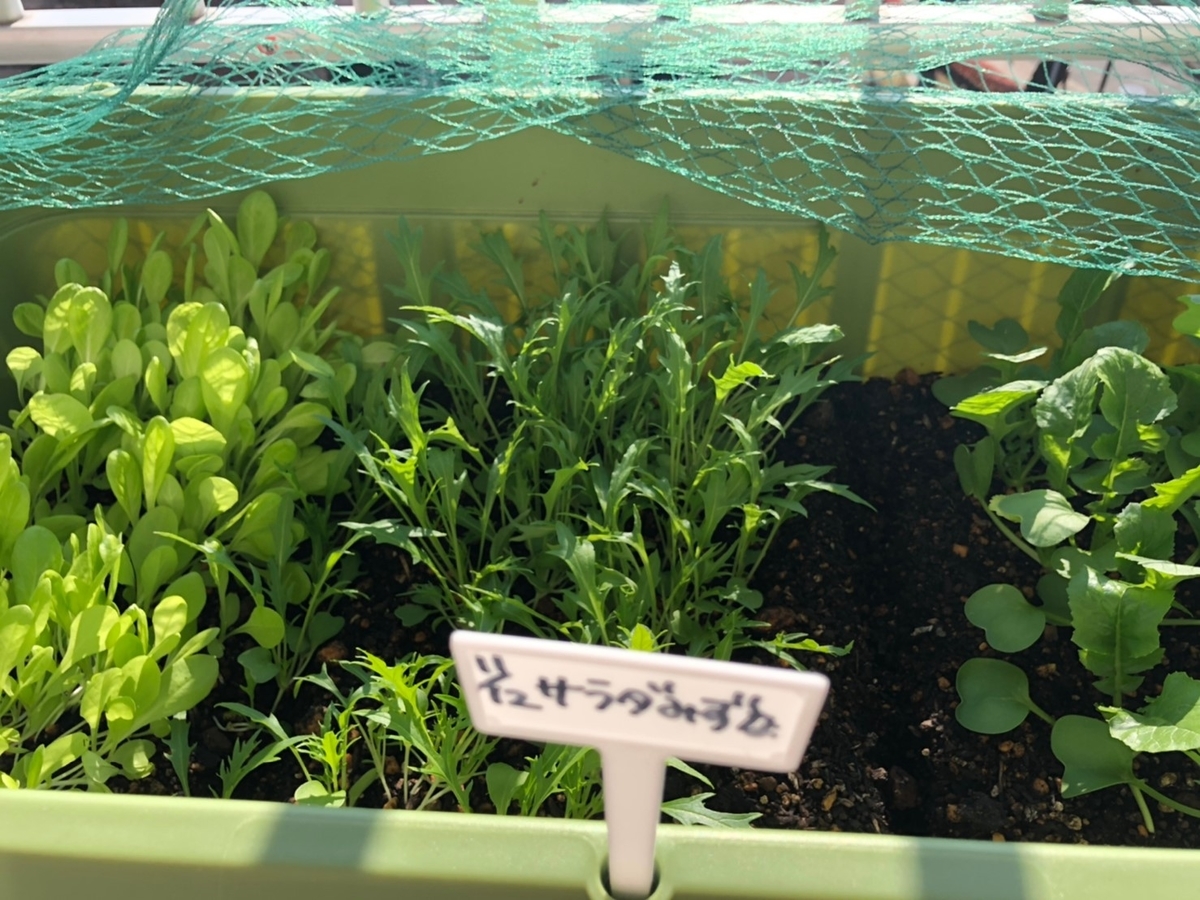f:id:tsukami-1126:20191229161504j:plain f:id:tsukami-1126:20191229161504j:plain