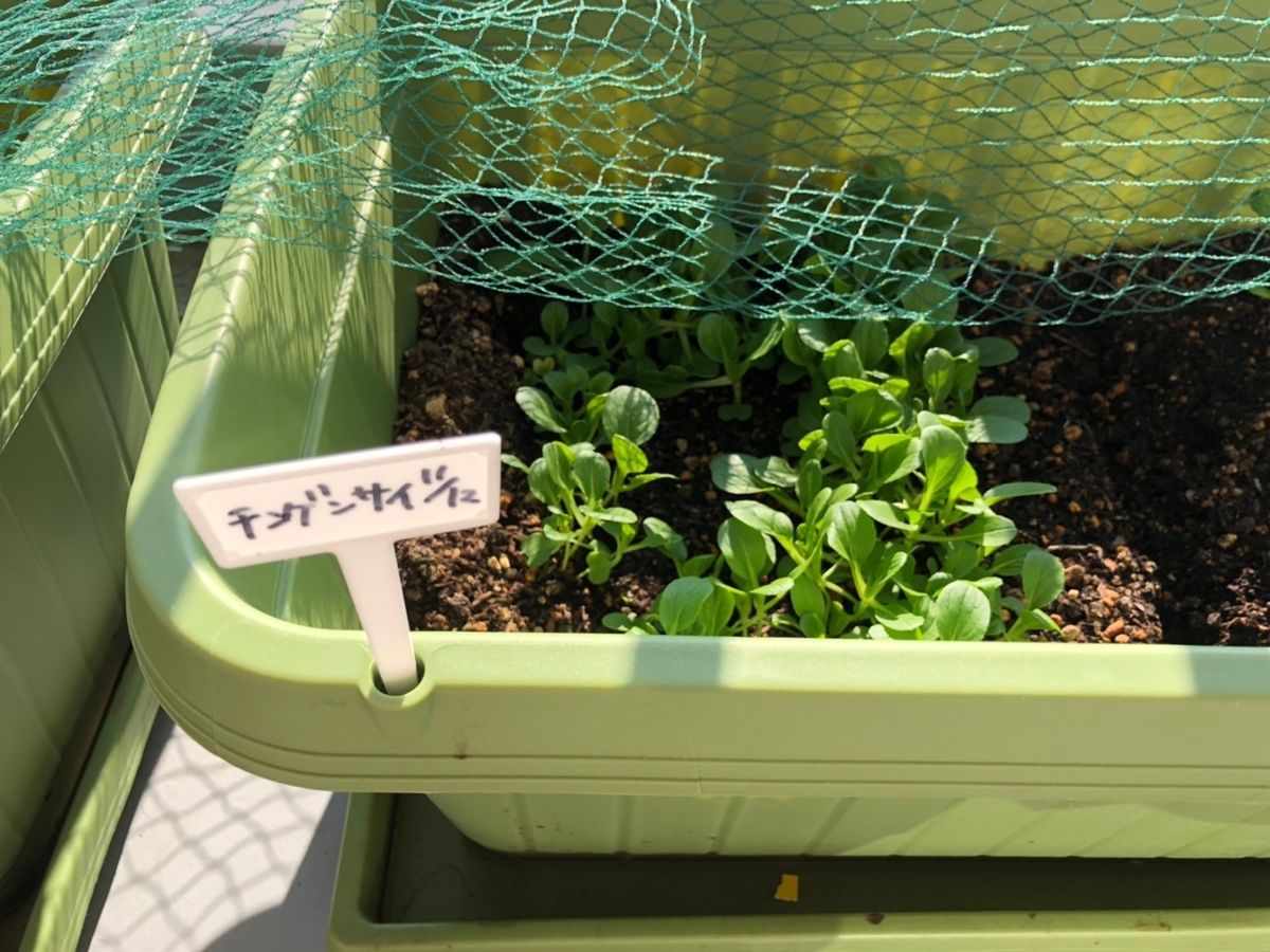 f:id:tsukami-1126:20191229161557j:plain f:id:tsukami-1126:20191229161557j:plain