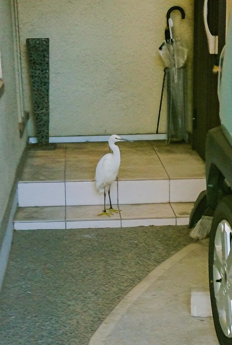 路 に 鳥
