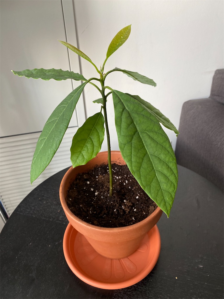 観葉植物にコバエ発生 地味な女のカナダ生活