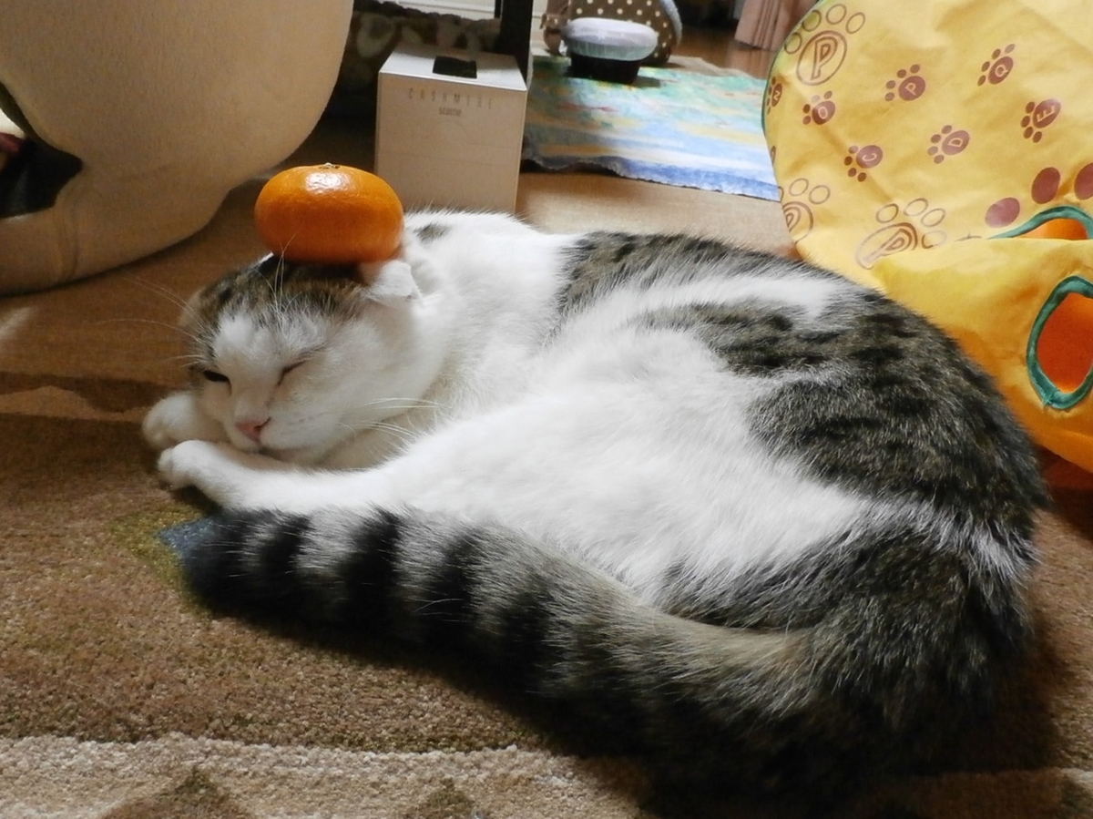 f:id:tsukicyann:20201222180639j:plain