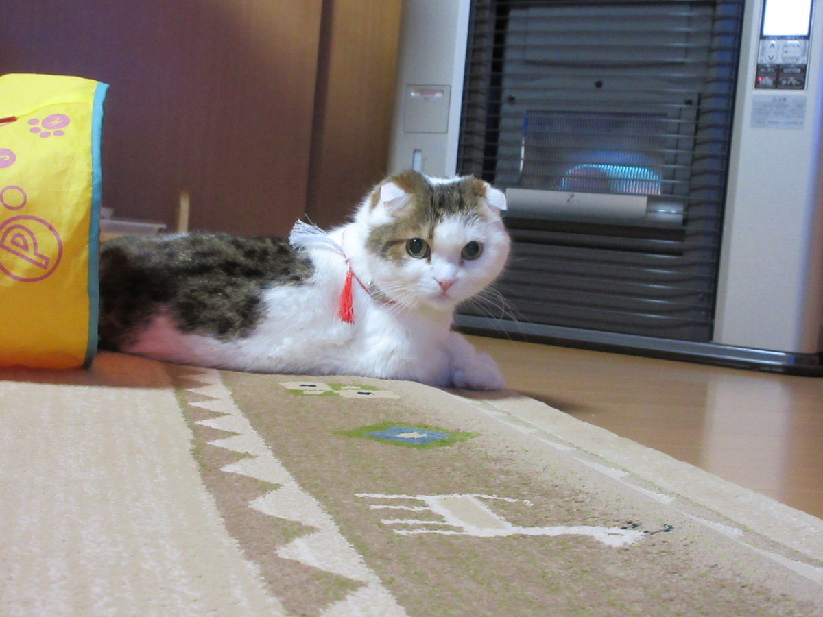 f:id:tsukicyann:20220125202105j:plain