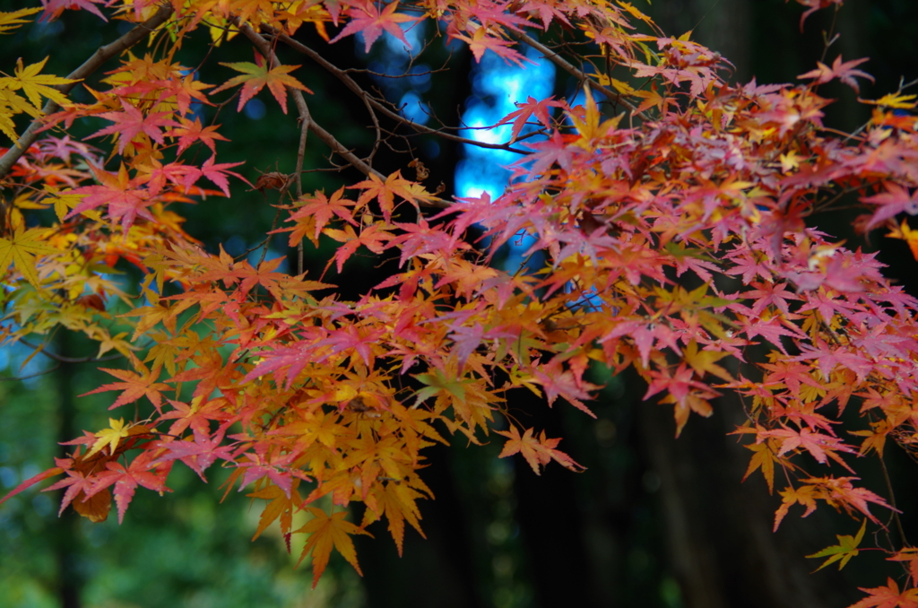 f:id:tsukifune77:20161128180338j:plain