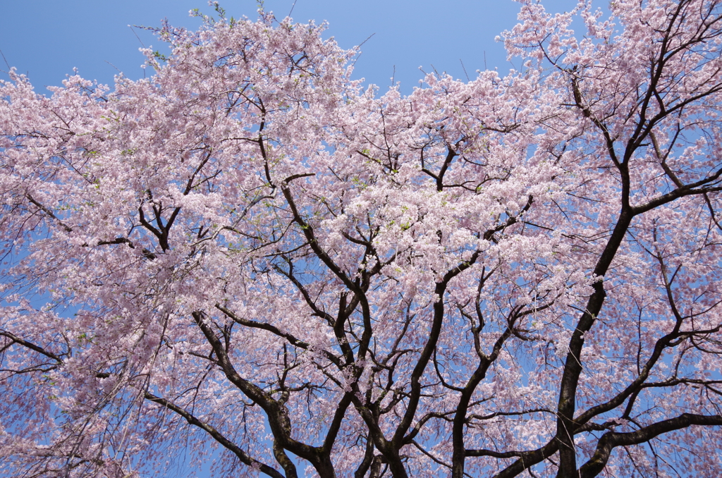 f:id:tsukifune77:20170422112631j:plain