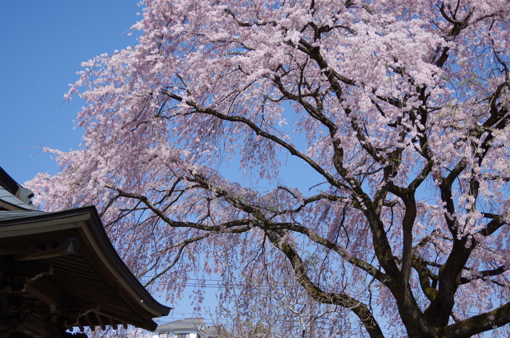 f:id:tsukifune77:20170422113042j:plain