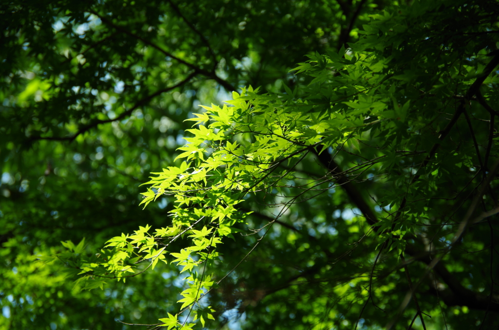 f:id:tsukifune77:20170523173811j:plain