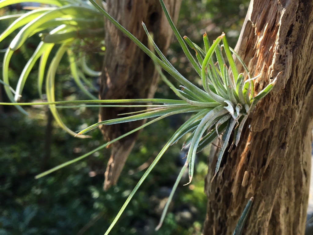 f:id:tsukifune77:20171009210141j:plain f:id:tsukifune77:20171009210141j:plain