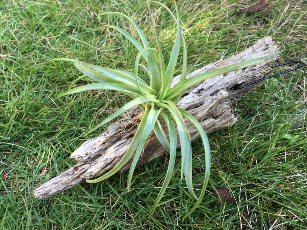 f:id:tsukifune77:20171009212055j:plain f:id:tsukifune77:20171009212055j:plain