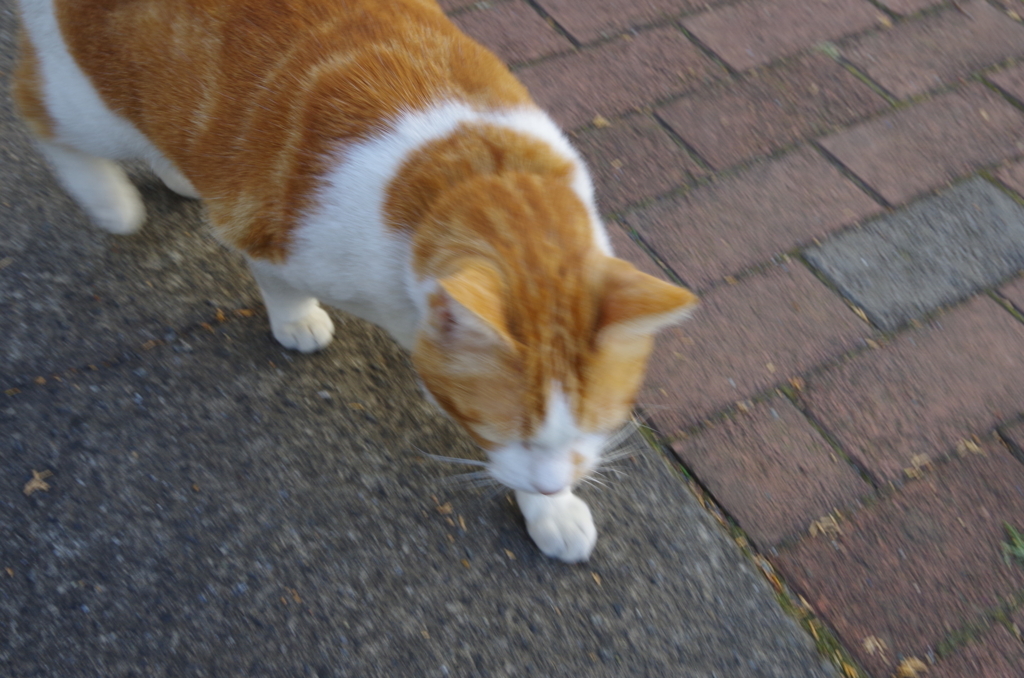 f:id:tsukifune77:20171123100332j:plain