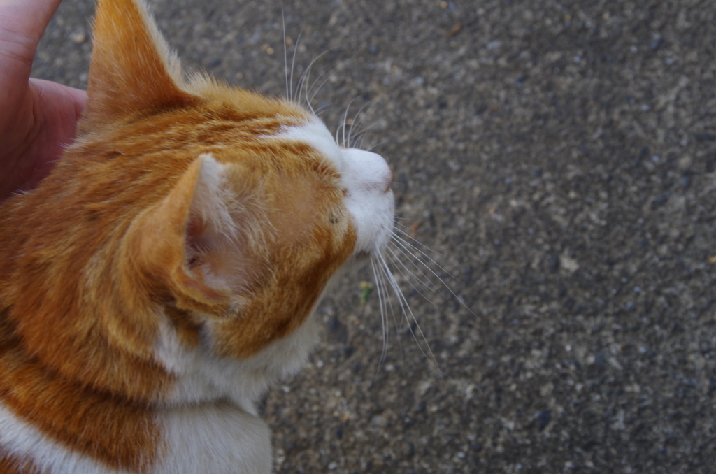 f:id:tsukifune77:20171123101404j:plain