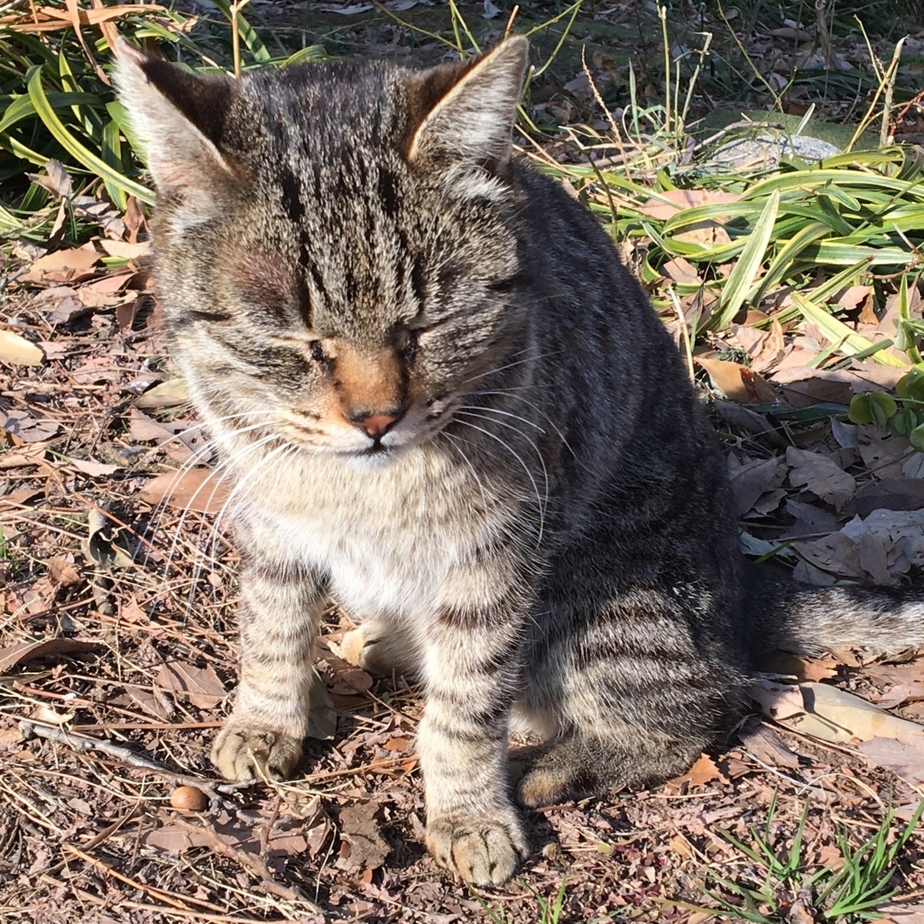 f:id:tsukifune77:20180217223616j:plain