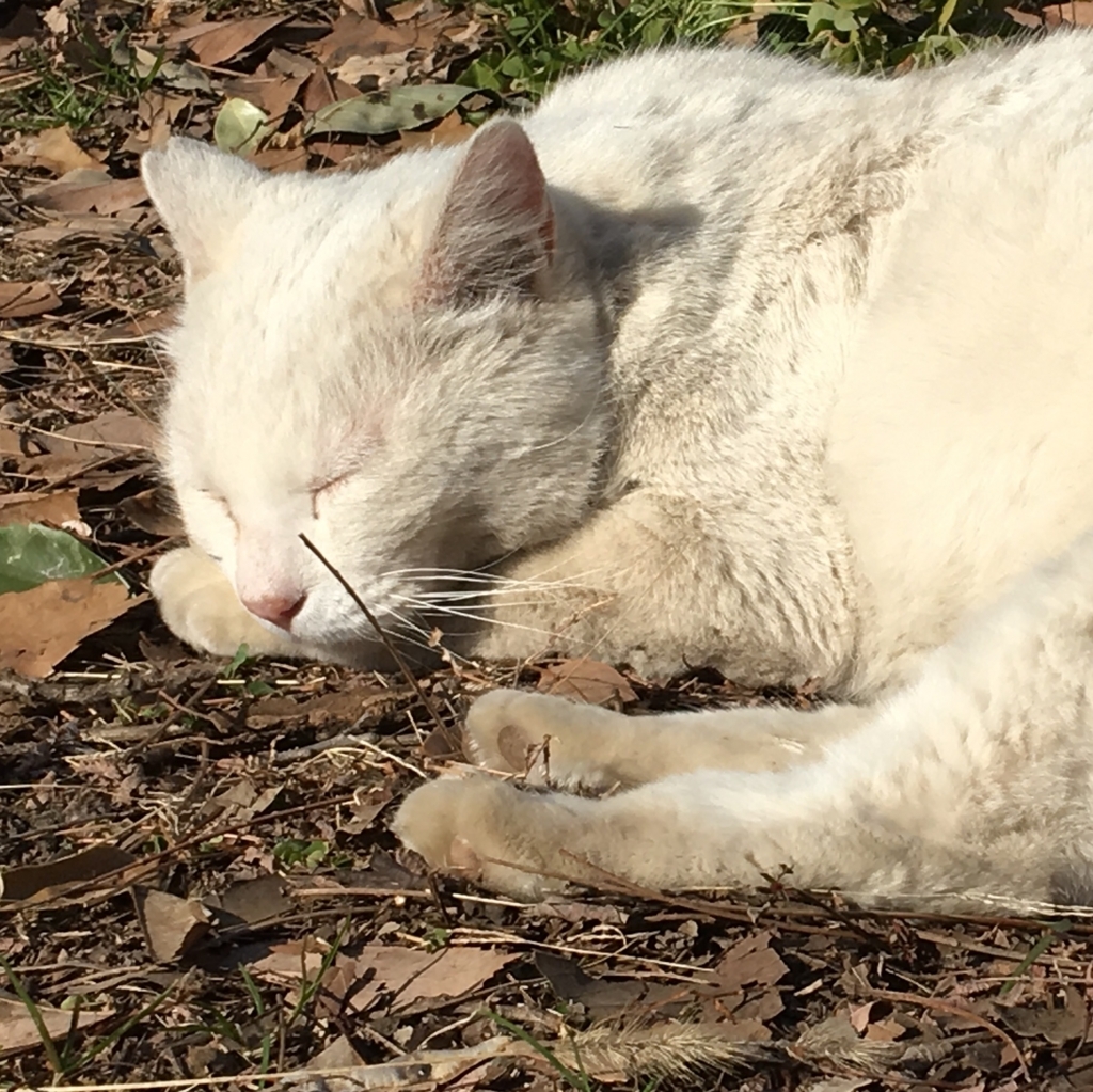 f:id:tsukifune77:20180217225015j:plain