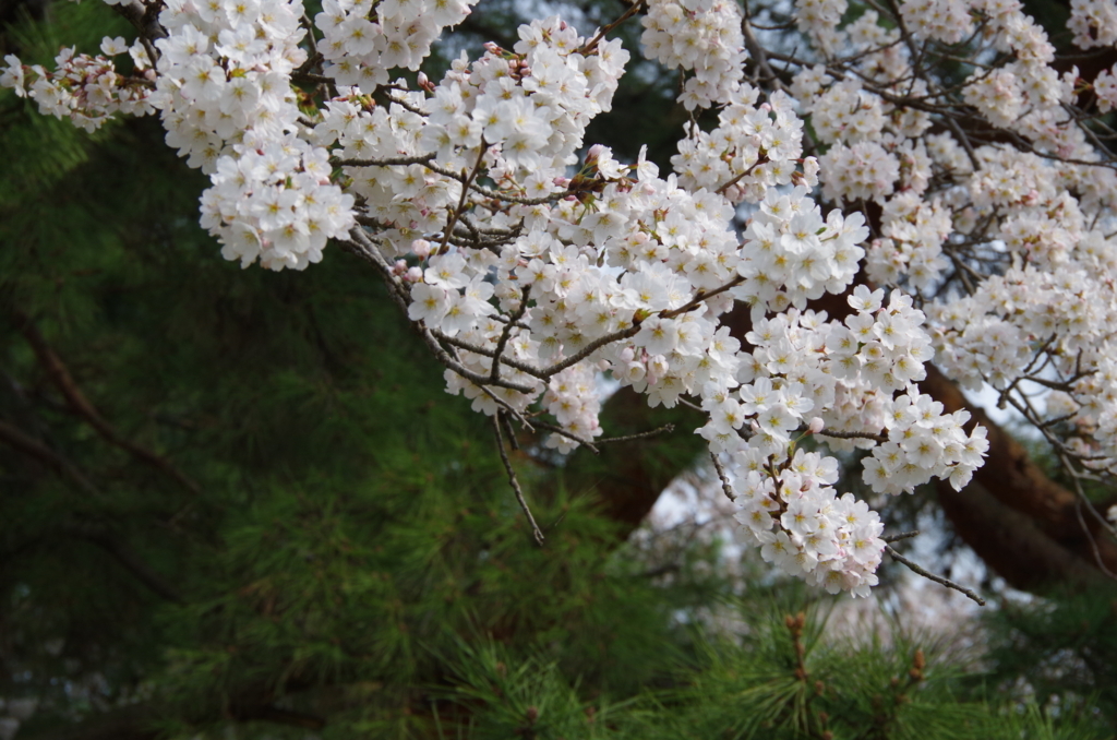 f:id:tsukifune77:20180329162617j:plain