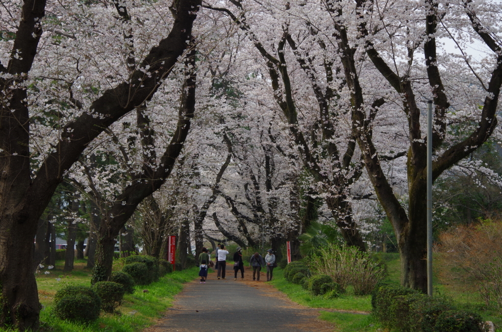 f:id:tsukifune77:20180329163028j:plain