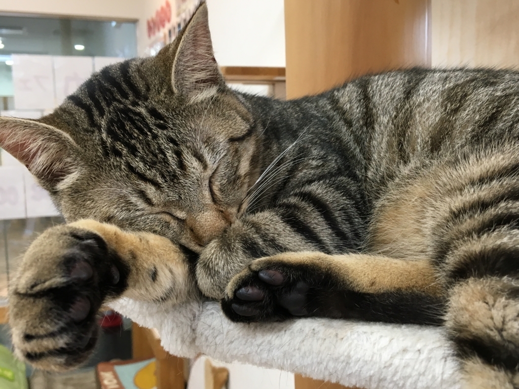 f:id:tsukifune77:20180511195414j:plain
