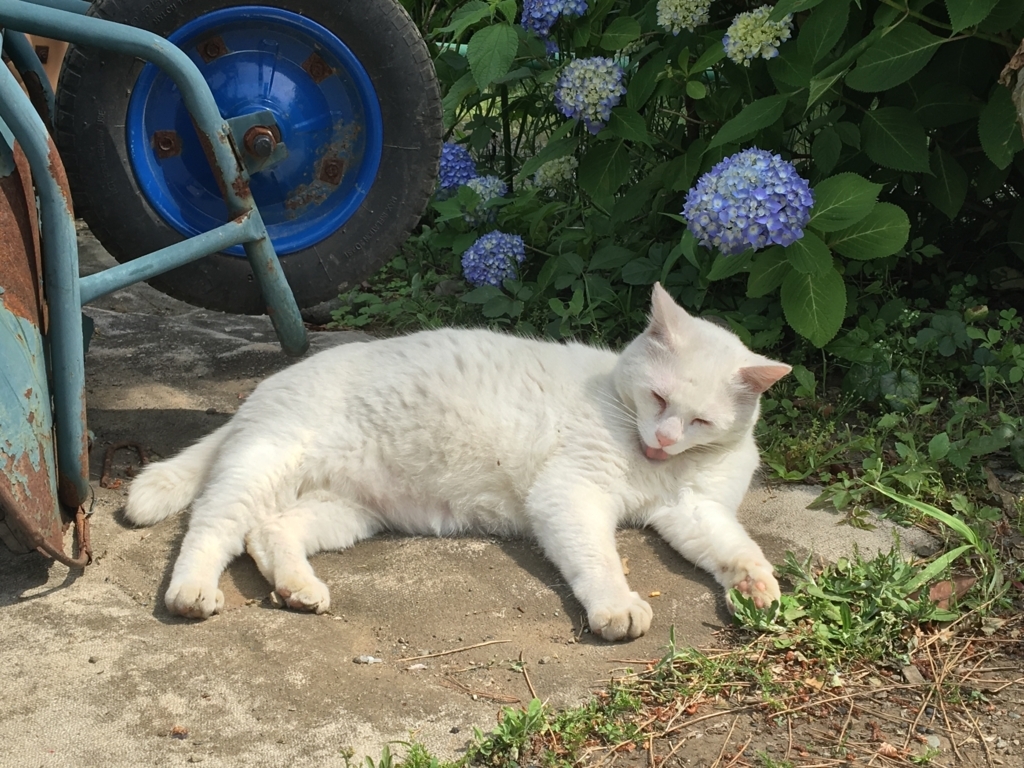 猫とあじさい 月舟記録