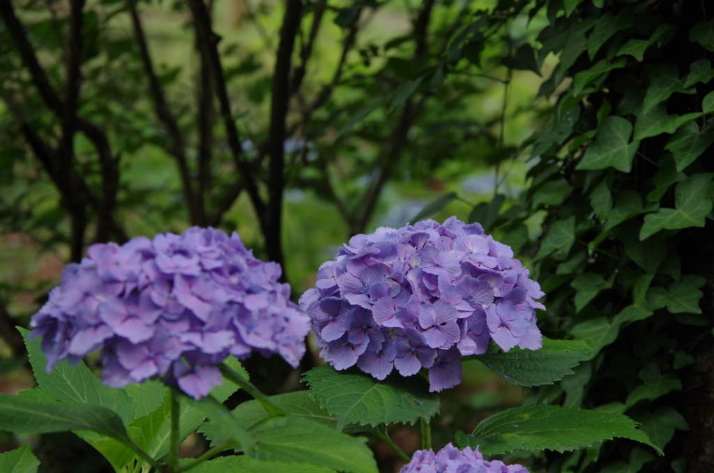 f:id:tsukifune77:20180613183320j:plain