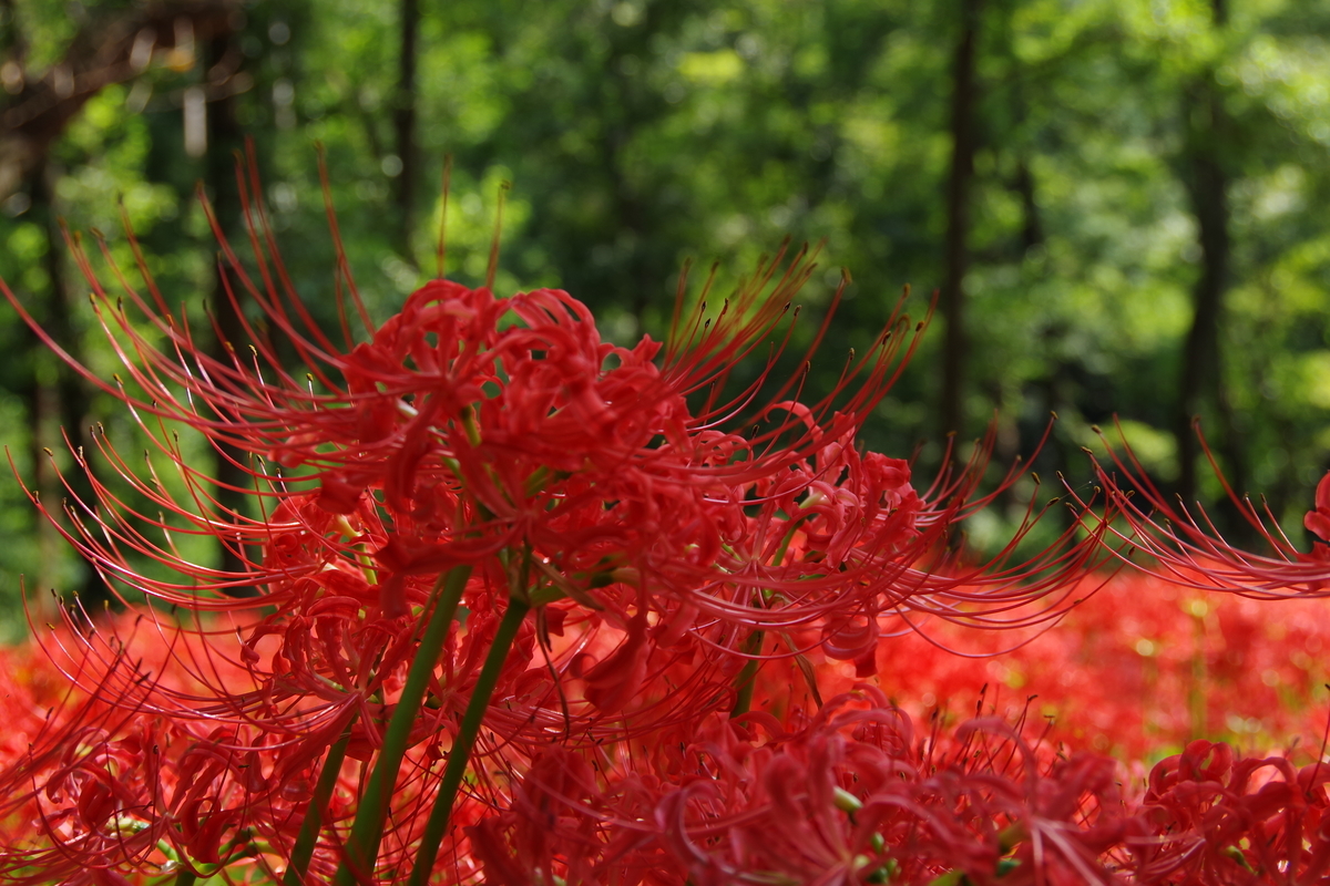 f:id:tsukifune77:20191002161435j:plain