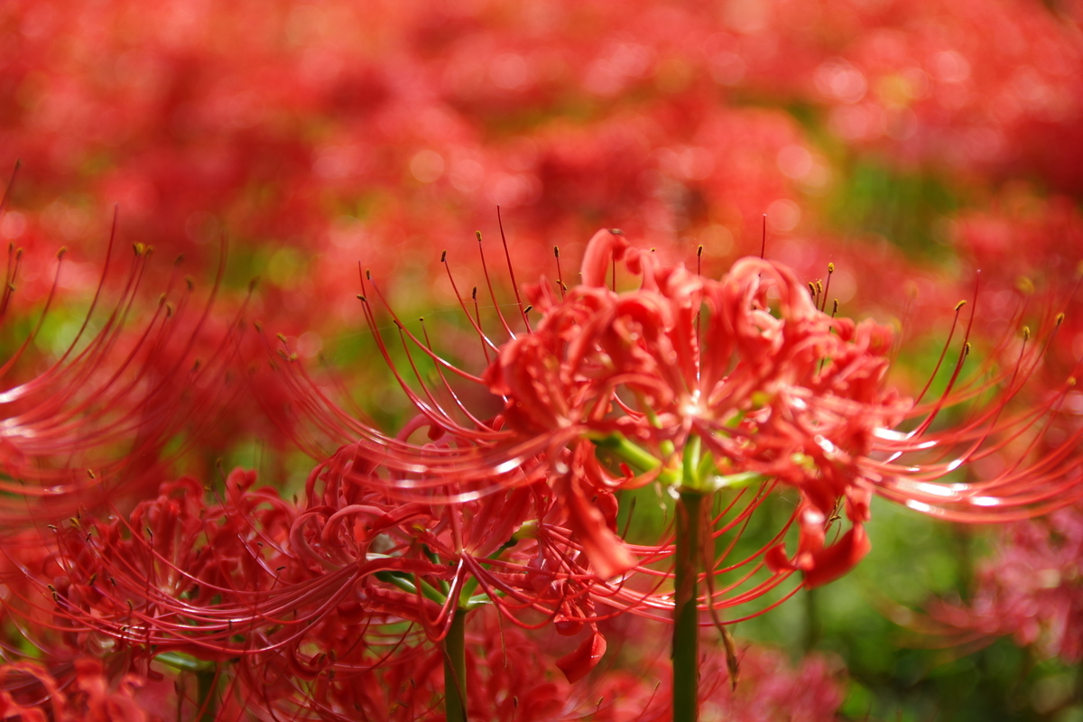 f:id:tsukifune77:20191002161713j:plain