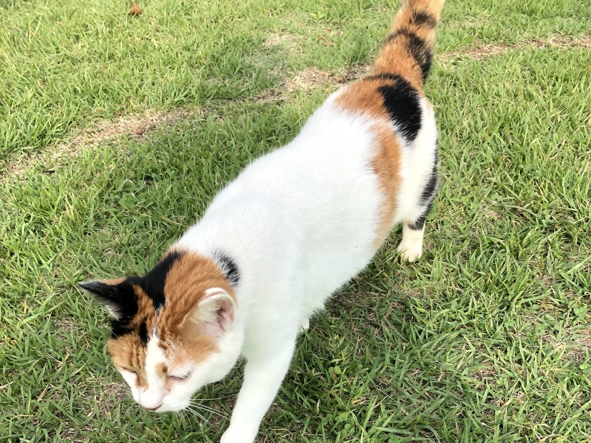 f:id:tsukifune77:20191006183728j:plain
