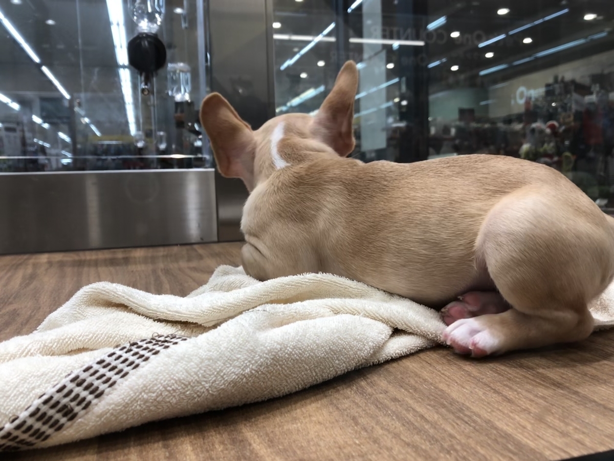 f:id:tsukifune77:20191031160330j:plain