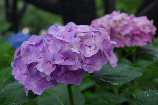 f:id:tsukifune77:20200620130740j:plain