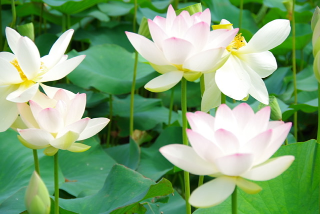 鵠沼の蓮池へ - 月舟記録