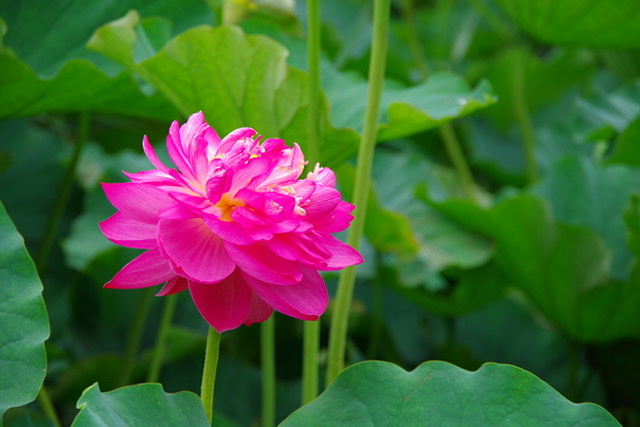 鵠沼の蓮池へ - 月舟記録