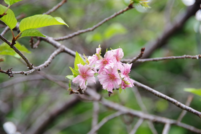 f:id:tsukifune77:20200914122353j:plain