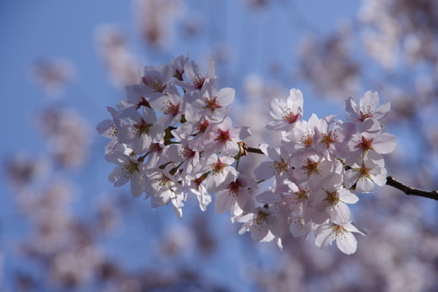 f:id:tsukifune77:20210401173030j:plain