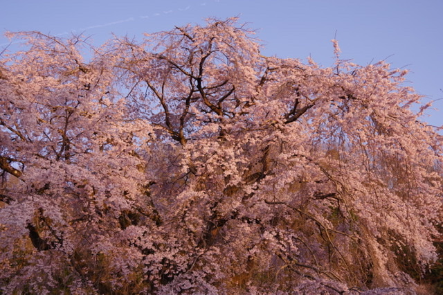 f:id:tsukifune77:20210401173638j:plain