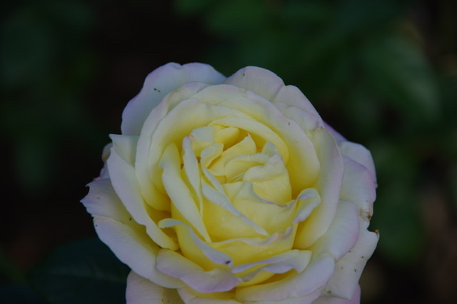 f:id:tsukifune77:20211028144515j:plain