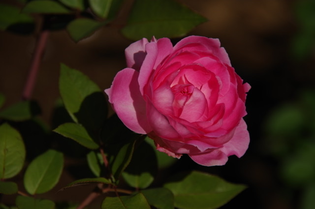 f:id:tsukifune77:20211028144631j:plain