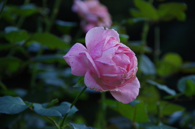 f:id:tsukifune77:20211028144704j:plain