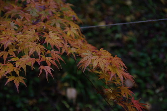 f:id:tsukifune77:20211119080415j:plain