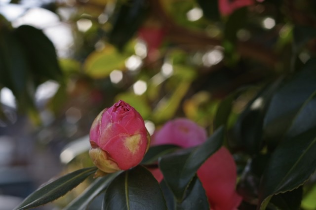 f:id:tsukifune77:20220128103742j:plain