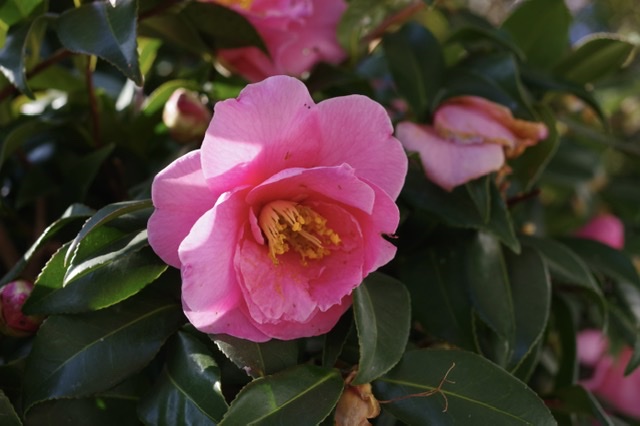 f:id:tsukifune77:20220128103800j:plain