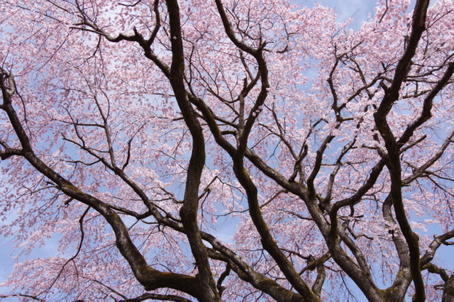f:id:tsukifune77:20220404094002j:plain