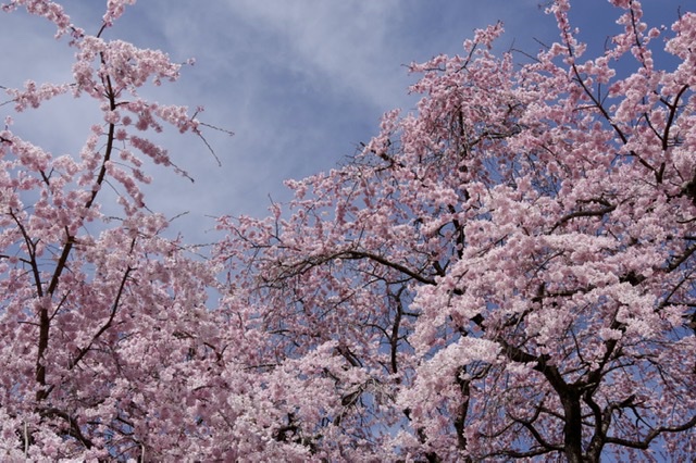 f:id:tsukifune77:20220404094023j:plain