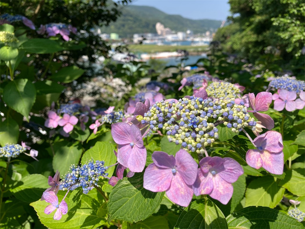 f:id:tsukikageya:20210616211500j:image f:id:tsukikageya:20210616211500j:image