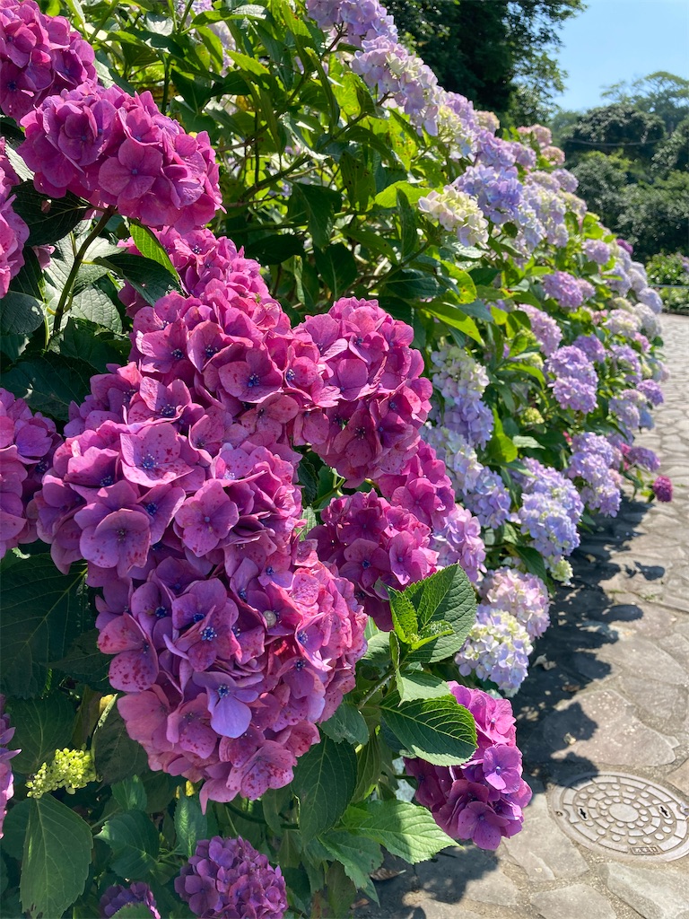 f:id:tsukikageya:20210616211542j:image f:id:tsukikageya:20210616211542j:image