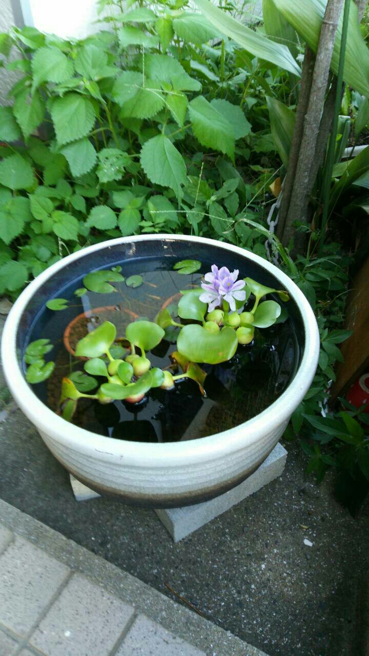 f:id:tsukikaisechi:20160822224443j:image f:id:tsukikaisechi:20160822224443j:image
