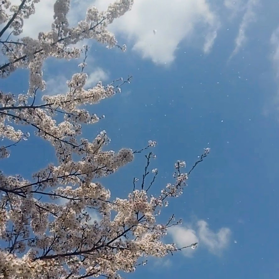 桜吹雪