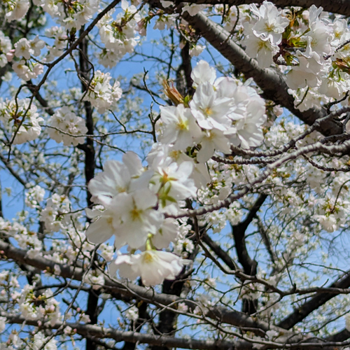 桜の画像