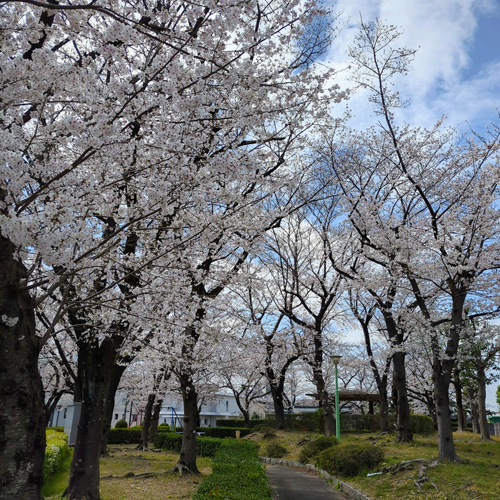 桜の咲く公園の画像